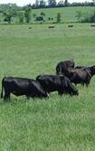 black angus cattle